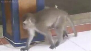 Monkey sex