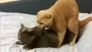 Video de el gato