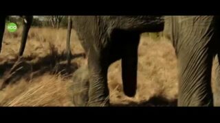 Elefante trepando