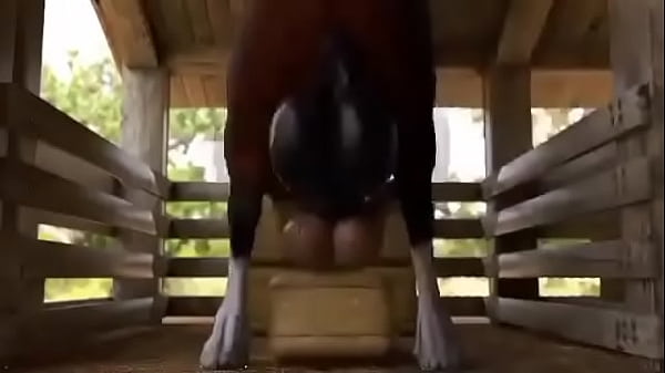 Women Horse Porno