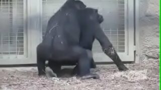 Gorila cruzando