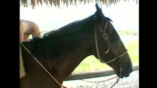 Horse xvideo