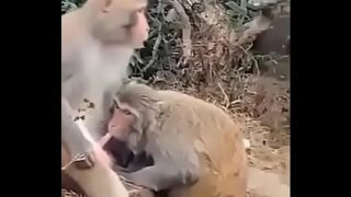 Macaco se masturbando