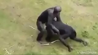 Vídeo de macaco transando